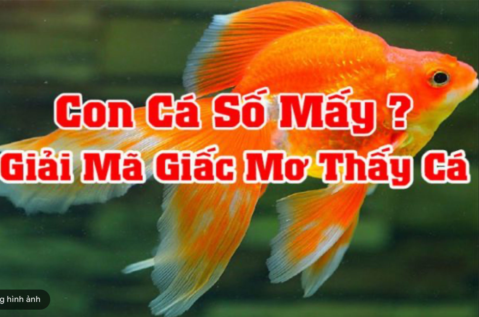 Mơ thấy cá nên đánh những con số sau