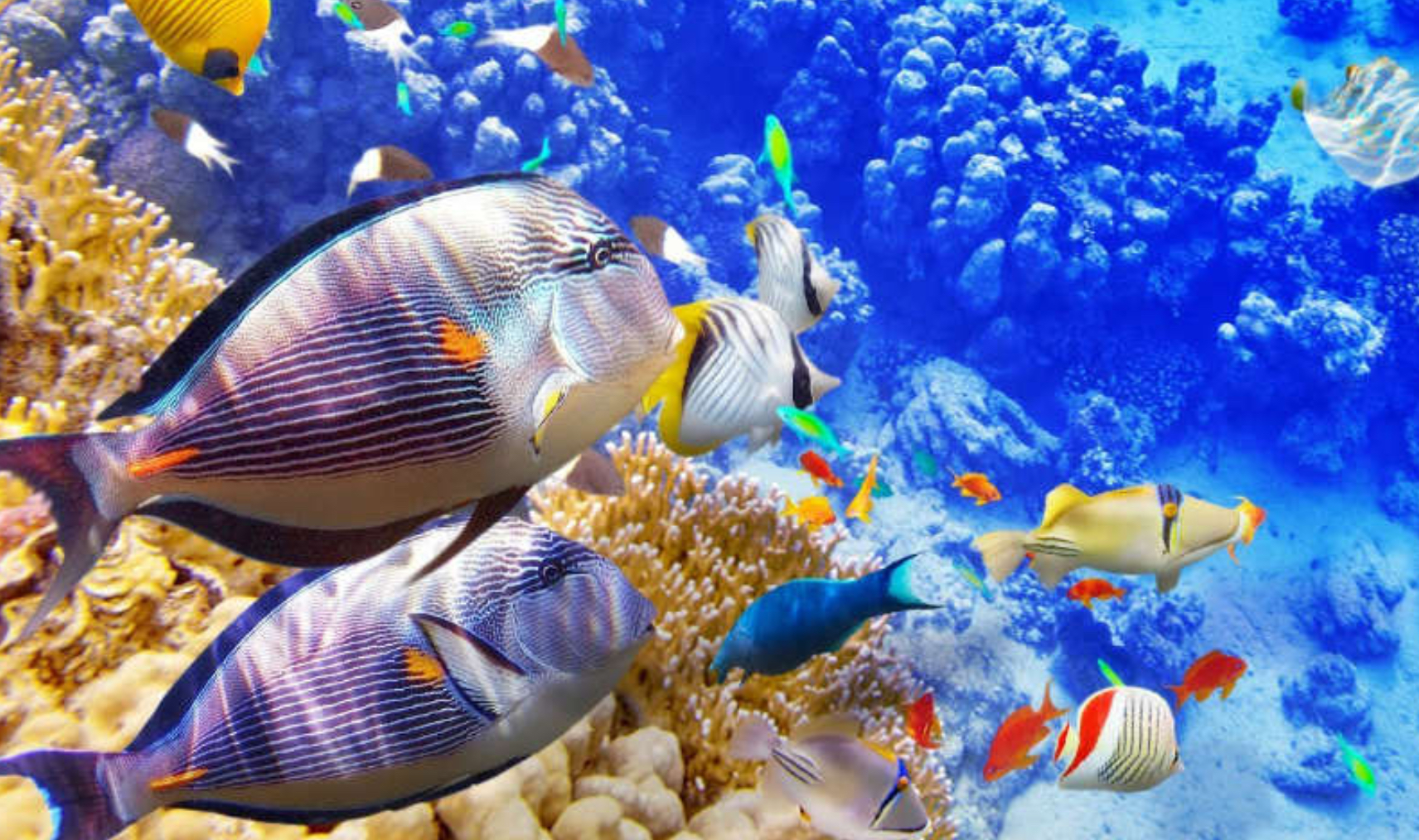 Mỗi giấc mơ thấy cá đều mang ý nghĩa khác nhau
