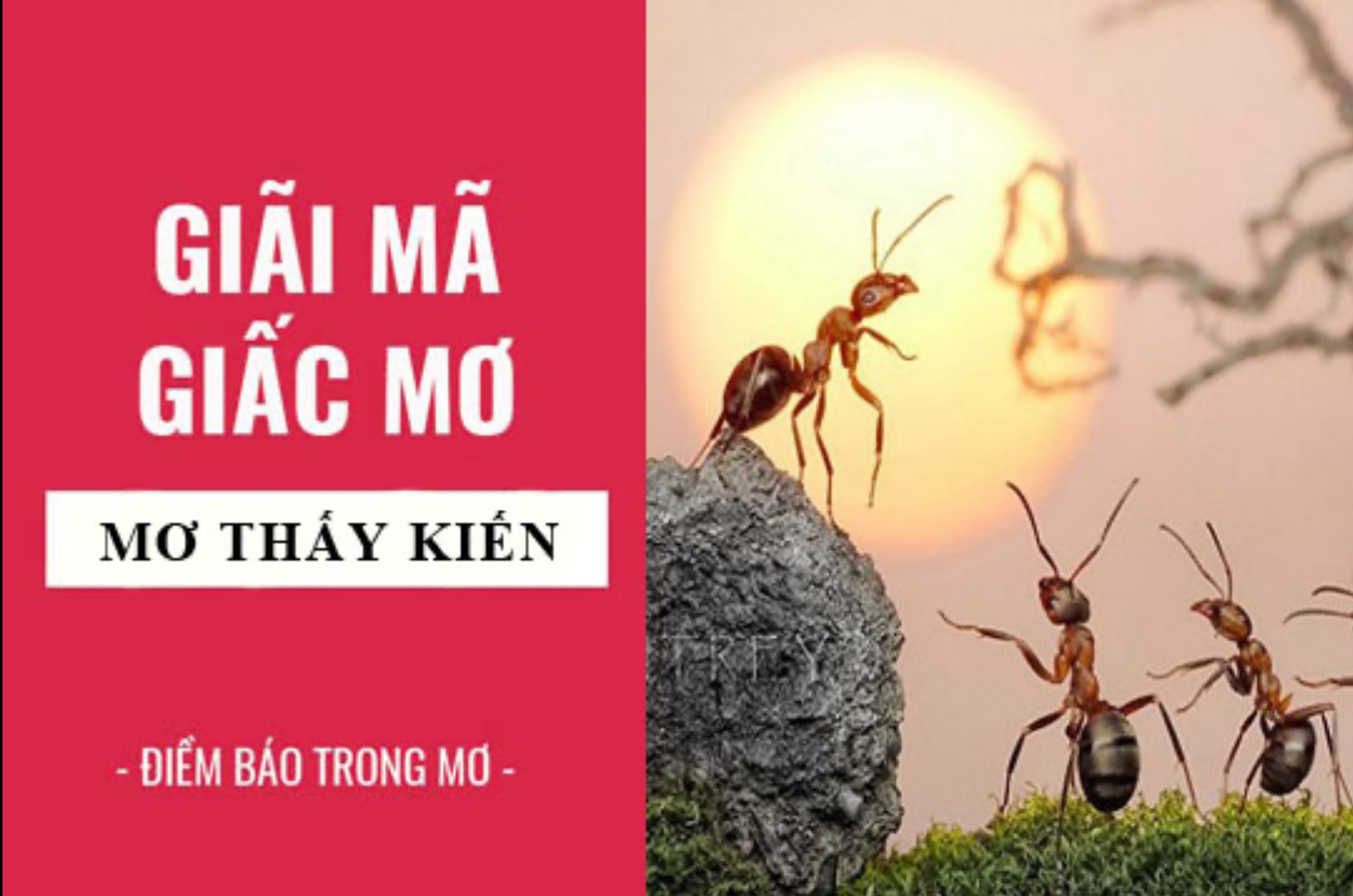 Mỗi giấc mơ đều có ý nghĩa khác nhau