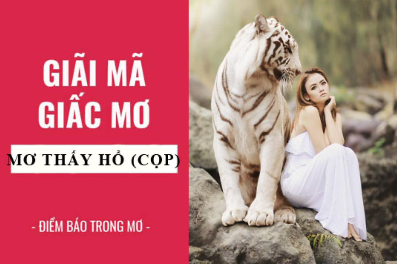 Ý nghĩa và con số mơ thấy hổ tại Nhatvip apk