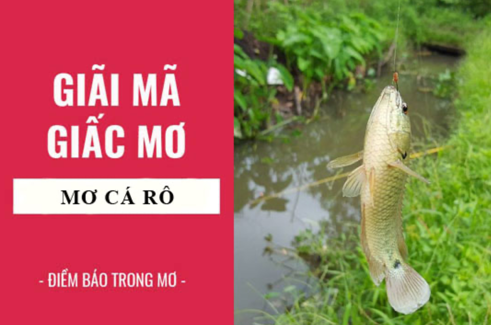Giải mã giấc mơ thấy cá rô và con số may mắn tại Nhatvip