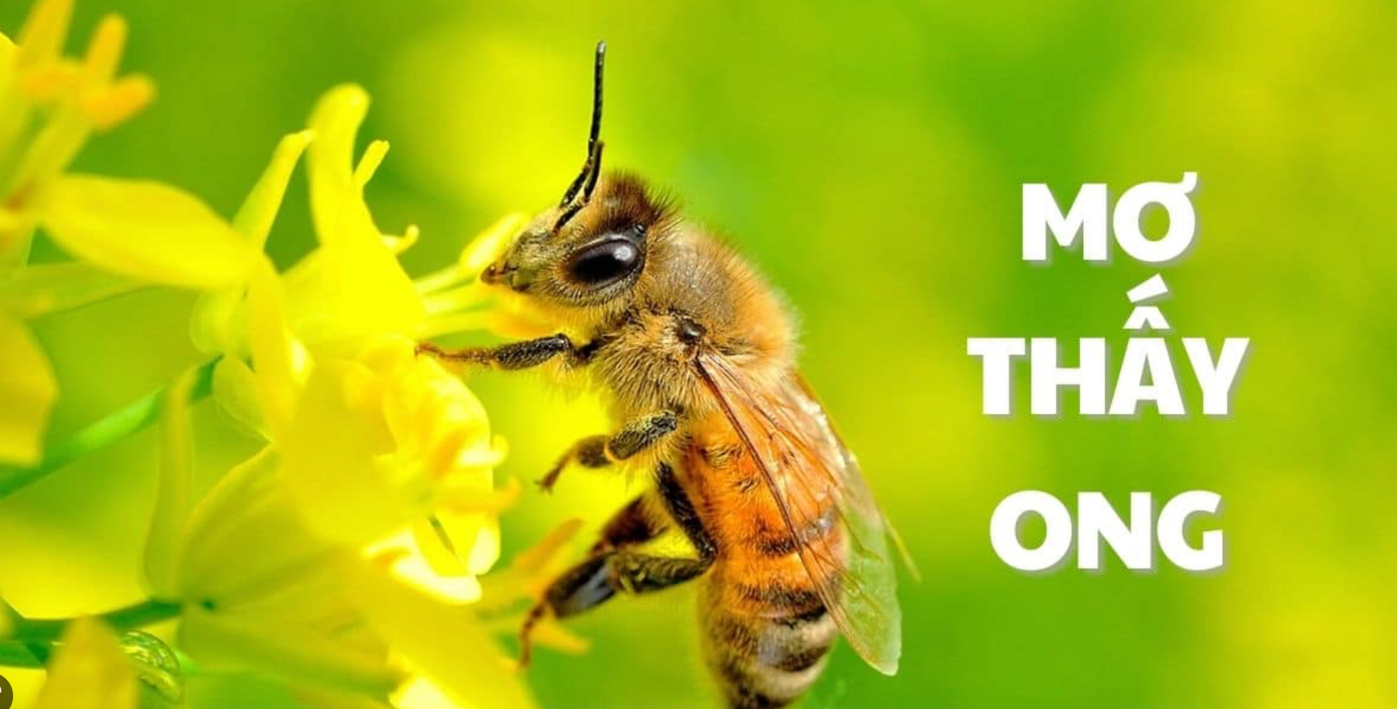 Mơ thấy ong và gợi ý con số may mắn từ Nhatvip