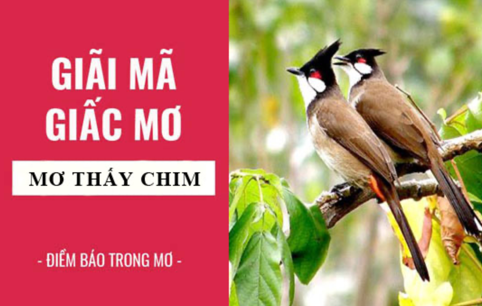 Mỗi giấc mơ đều mang một ý nghĩa khác nhau