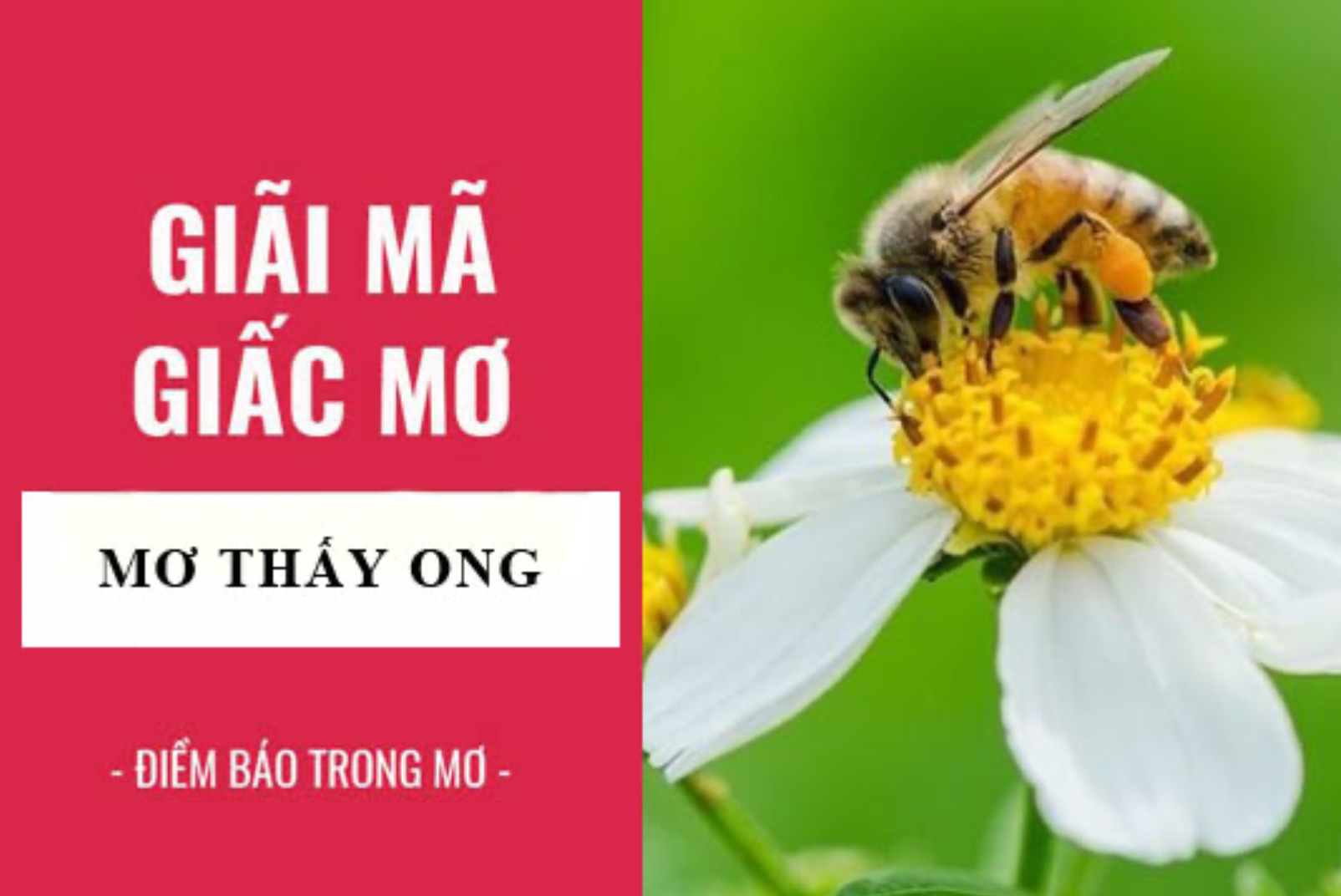 Đa số giấc mơ thấy ong đều mang đến điềm báo tốt