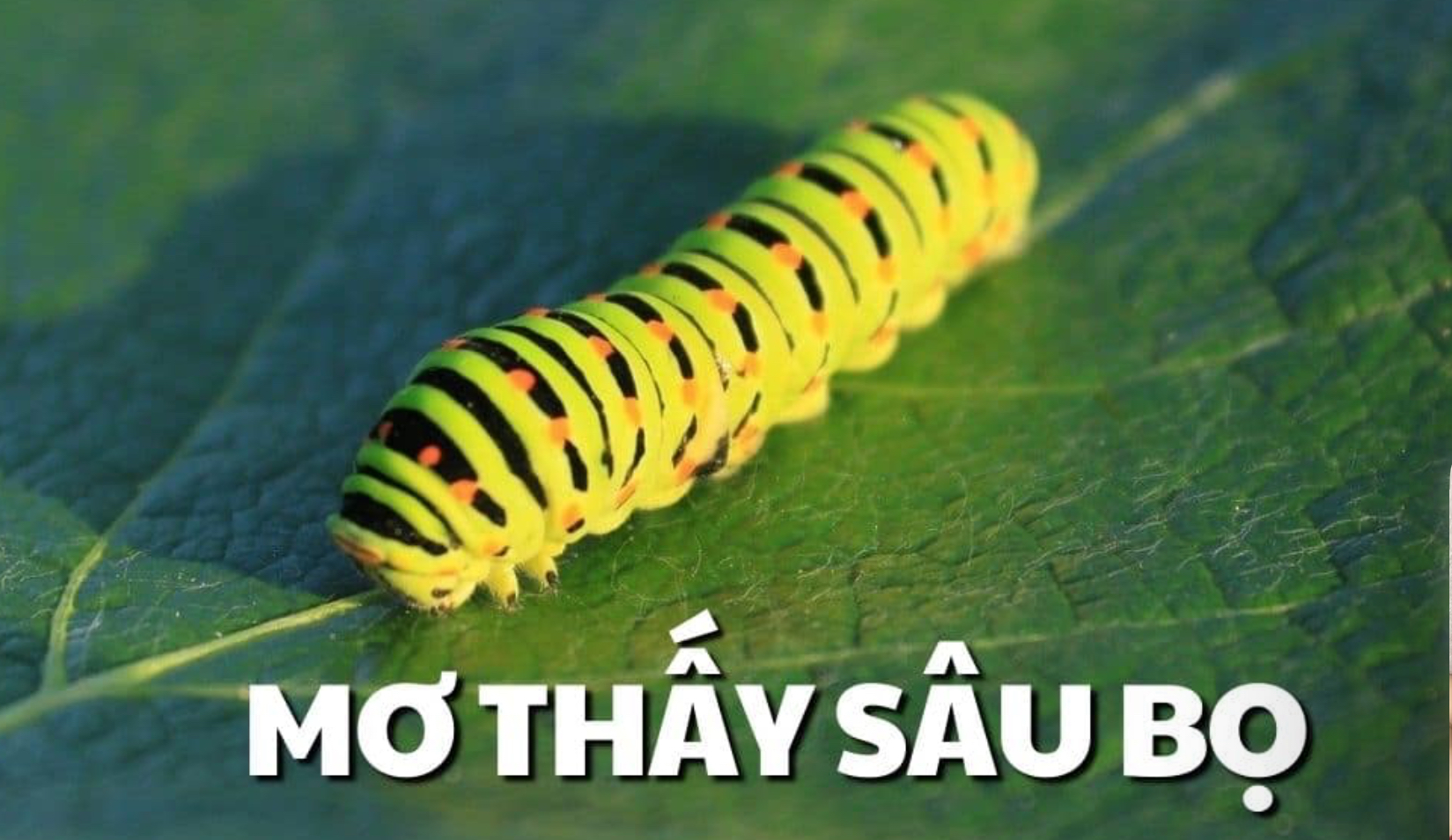 Mơ thấy sâu bọ là điềm báo gì và con số nên đánh tại Nhatvip