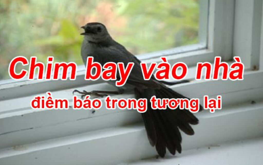 Những con số may mắn khi mơ thấy chim bay vào nhà tại Nhatvip