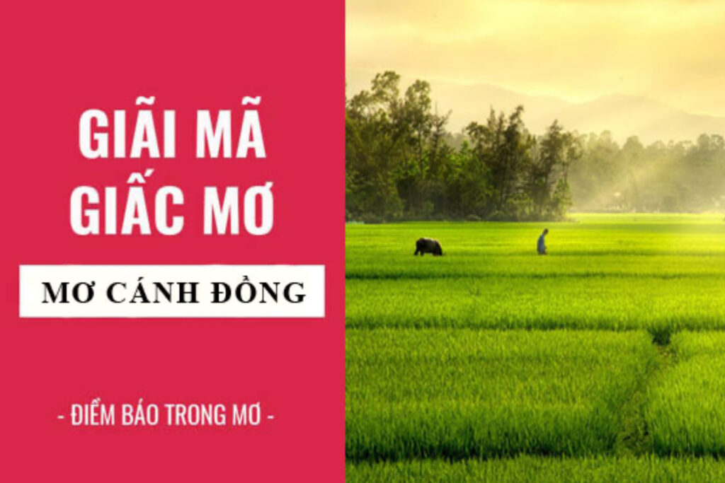 Chiêm bao thấy cánh đồng đầy lúa