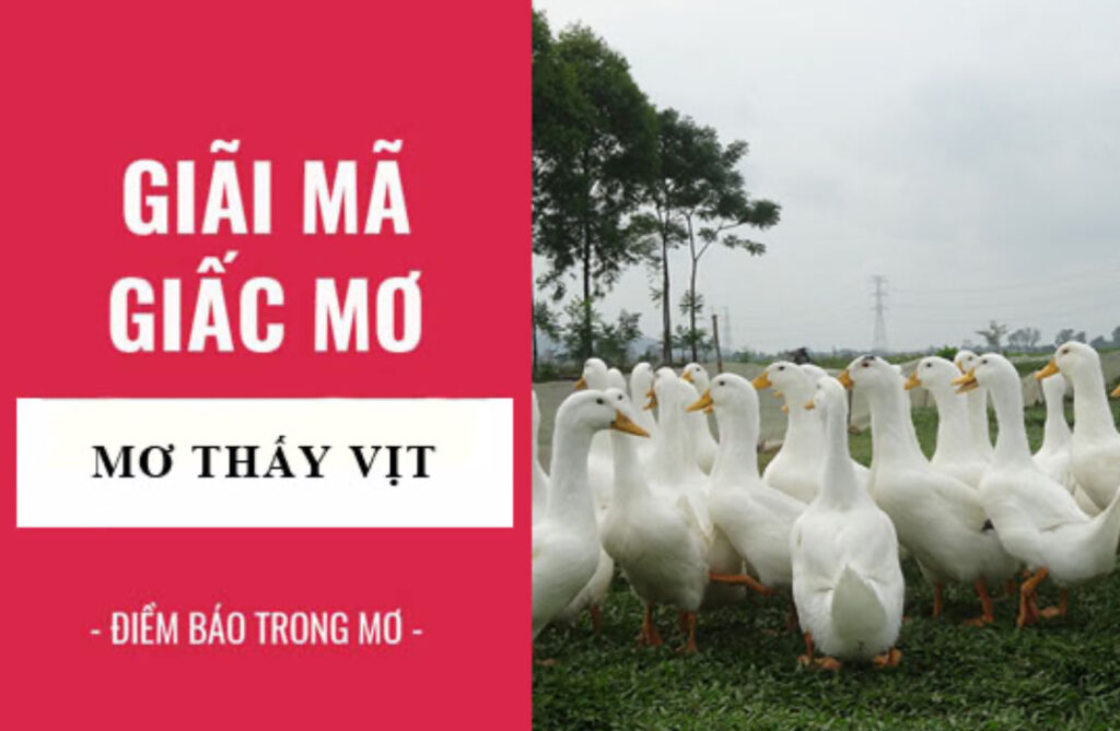 Ý nghĩa giấc mơ thấy vịt tại cổng game Nhatvip apk