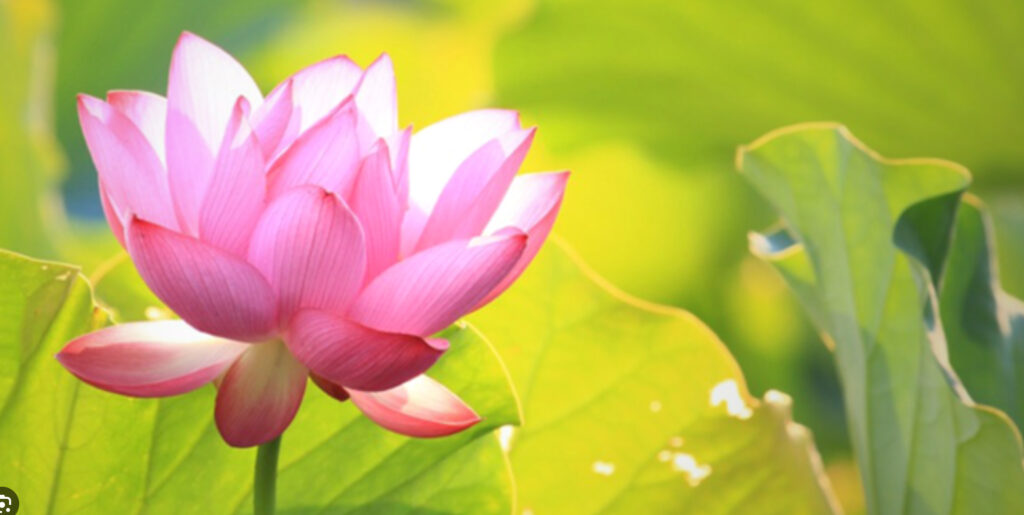 Giấc mơ thấy bông sen mang lại ý nghĩa tốt