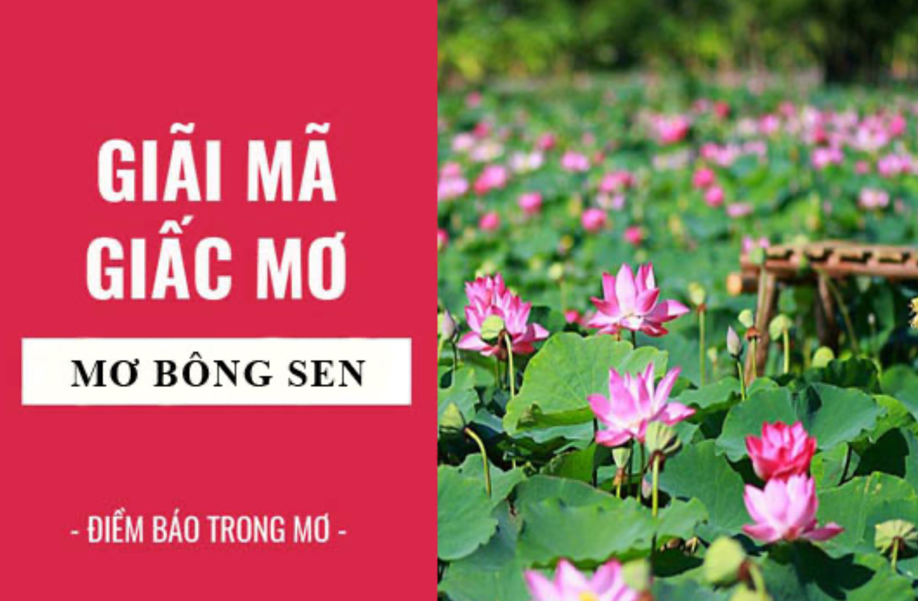 Nhatvip giải mã điềm báo giấc mơ thấy bông sen