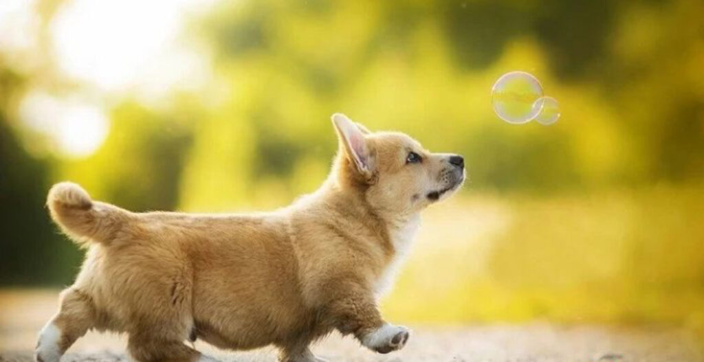 Điềm báo tốt khi mơ thấy động vật