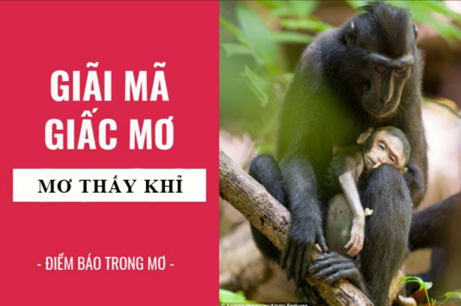 Điềm báo giấc mơ thấy khỉ và số may mắn tại Nhatvip