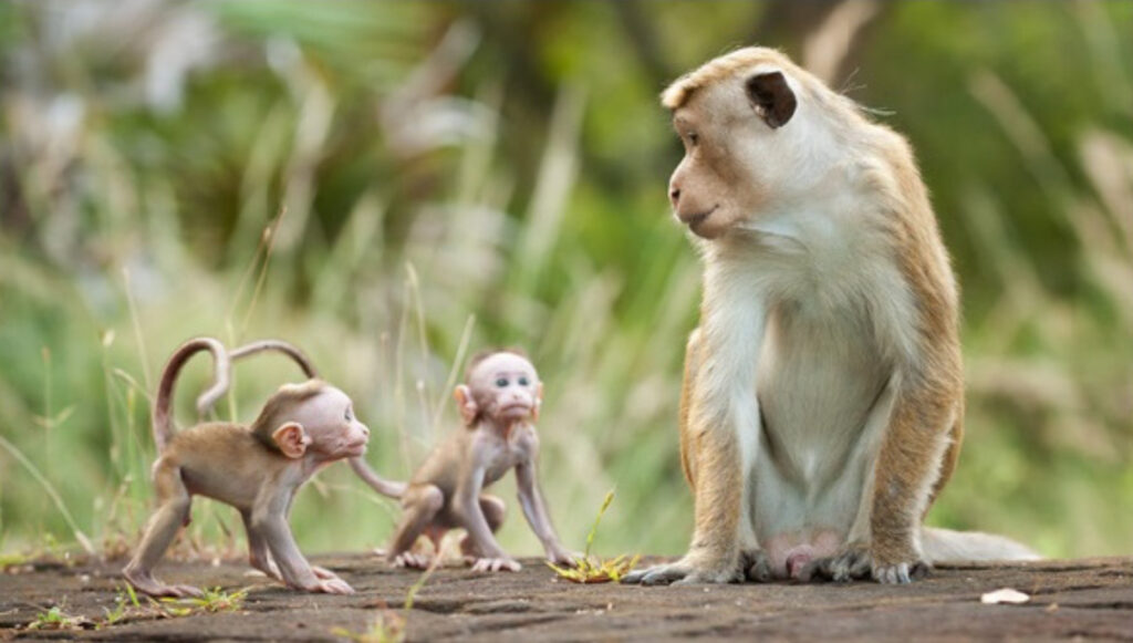 Mơ thấy khỉ rất may mắn