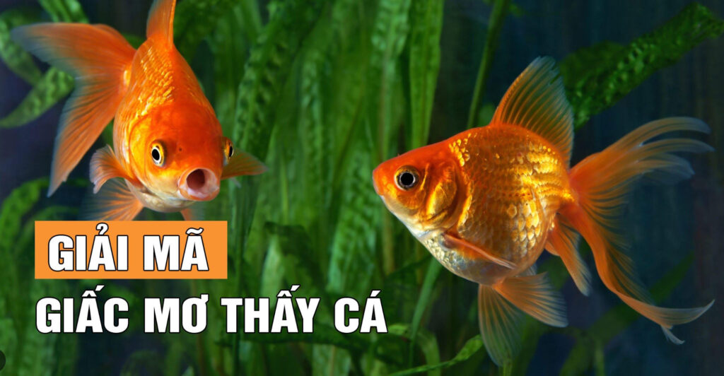 Mơ thấy cá mang nhiều ý nghĩa