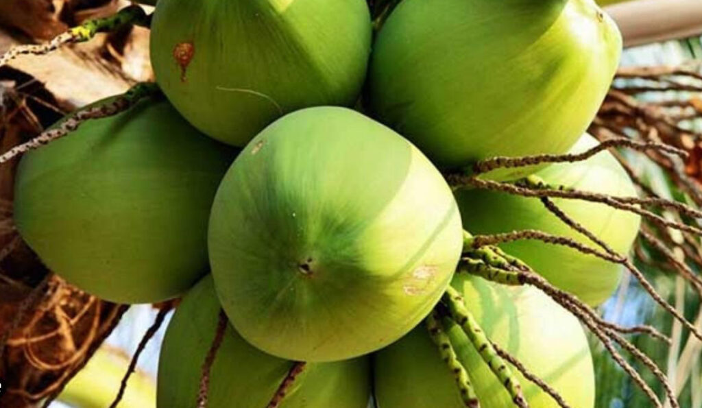 con số nên đánh khi mơ thấy quả dừa