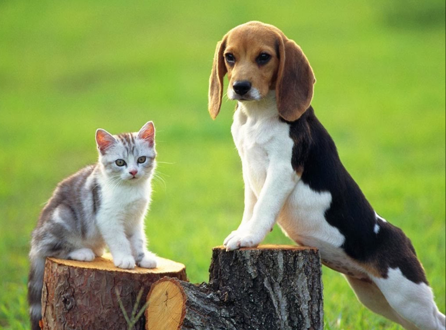 Điềm báo và con số khi mơ thấy thú cưng tại Nhatvip